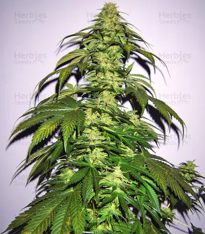 Nepal Jam regular (Ace Seeds)