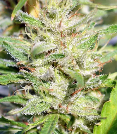 Semi femminizzati Nepal Jam