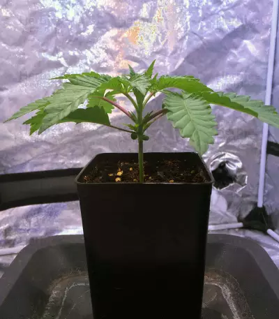 OG Kush CBD (Dinafem Seeds)