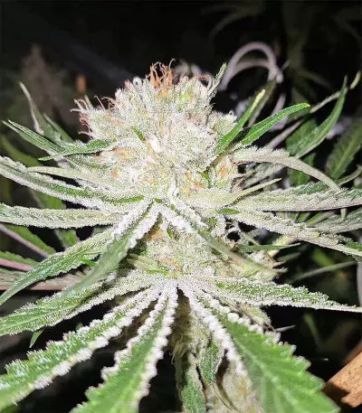 Original Bruce Banner Seeds