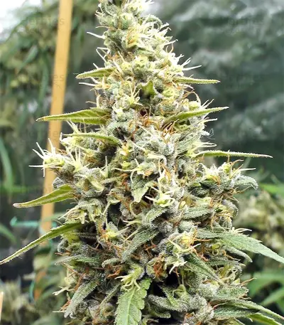 Graines de cannabis Panama Haze (Ace Seeds)