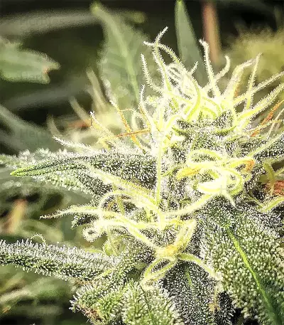 Semi femminizzati di Pineapple