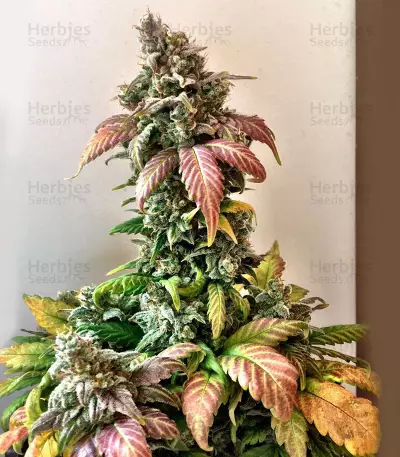 Sour Crack Auto Seeds