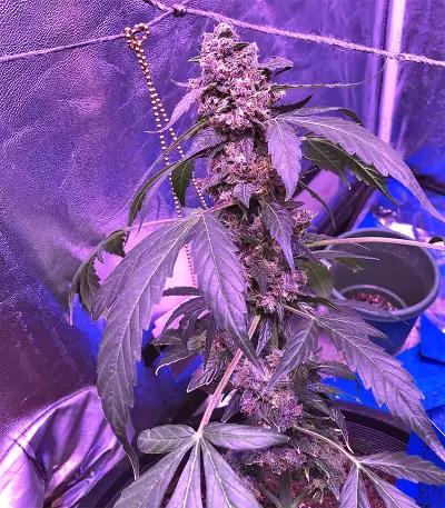 Super Auto Lemon Haze (Original Sensible Seeds)