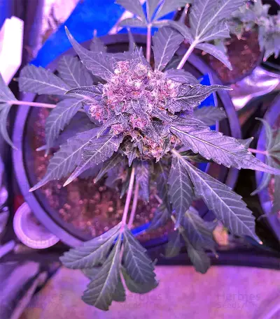 Super Auto Lemon Haze (Original Sensible Seeds)