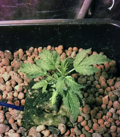 Thin Mint Crack Seeds
