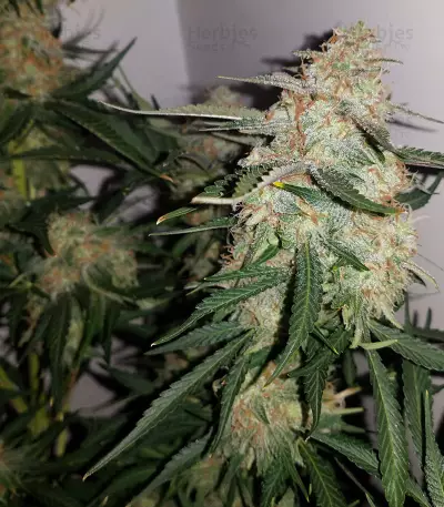Graines de cannabis Toof Decay Auto (Mephisto Genetics)