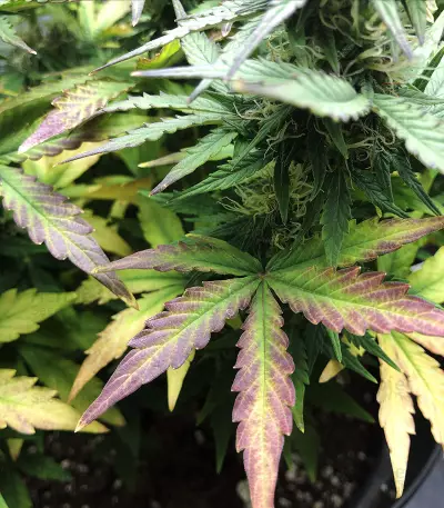White Widow Autoflowering CBD feminized seeds