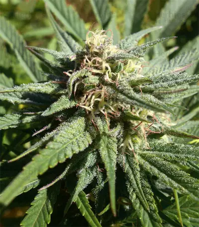 Widow Remedy regular seeds