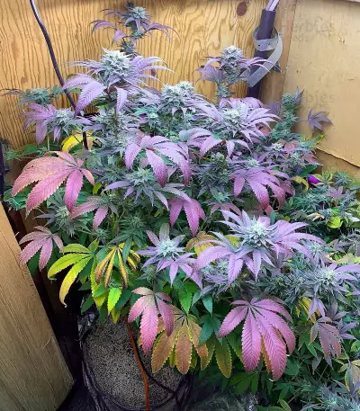 Alien Moonrocks Seeds (Original Sensible Seeds)