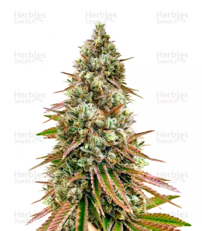 Semillas Feminizadas Bruce Banner #3 (Herbies Seeds)