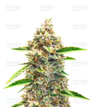 Bruce Banner #3 Auto Feminized Seeds (Herbies Seeds)