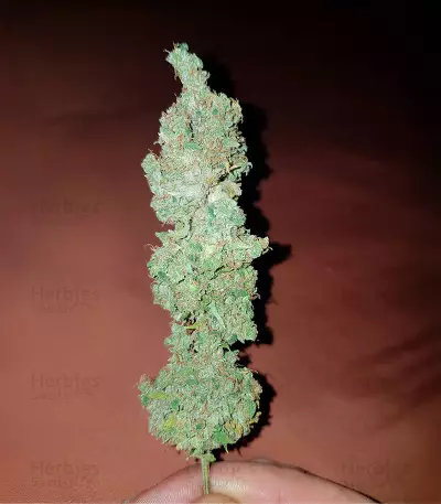 Buddha Tahoe OG Seeds