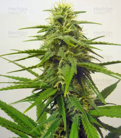Candy Kush Auto feminized seeds