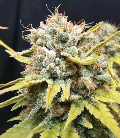 CBG-Force Seeds