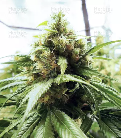 Chiesel (Big Buddha Seeds)