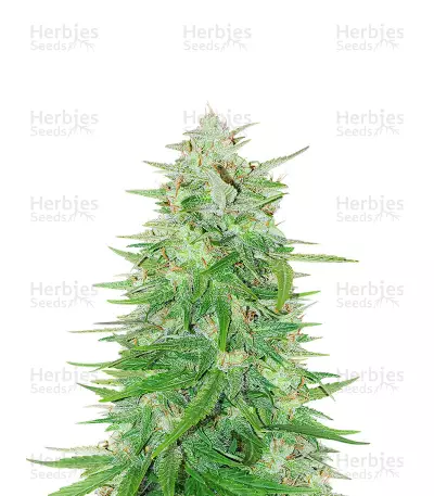 Cosmic Bomb Auto Seeds