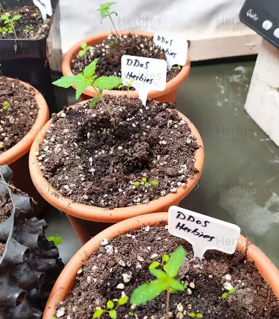 DDoS #33 Seeds (Herbies Seeds)