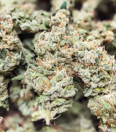 Semi Femminizzati Dozy Cake (AlphaFem Seeds)
