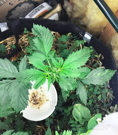 Freeze Berry Auto Seeds