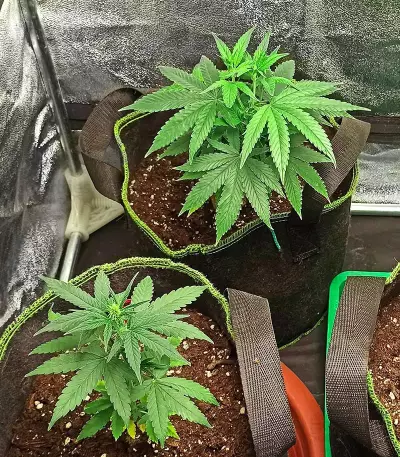 Graines de Godzilla Original Glue GG#4 Auto (Herbies Seeds)