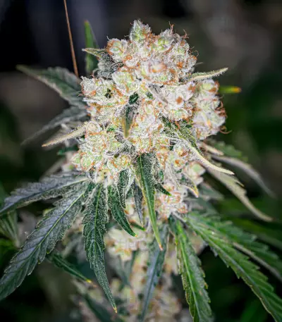 Semillas Feminizadas Keep Frosted Guava Autoflower (Seedkeepers)