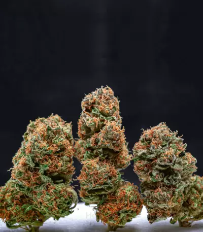 Orange Sherbert Seeds