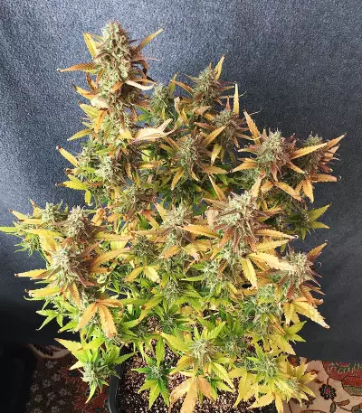 Runtz XL Auto Feminized Seeds (Sweet Seeds)