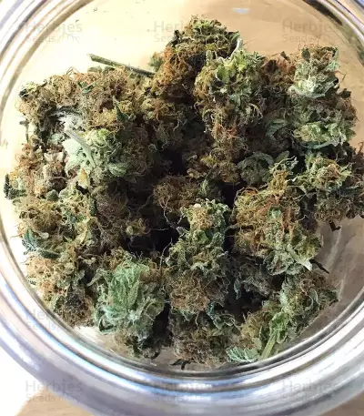 Acapulco Gold Seeds