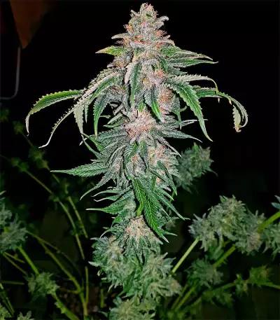 Afghan Kush Early Harvest Seeds