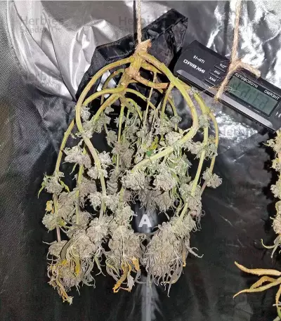 Amherst Sour Diesel (Humboldt Seeds Organization)