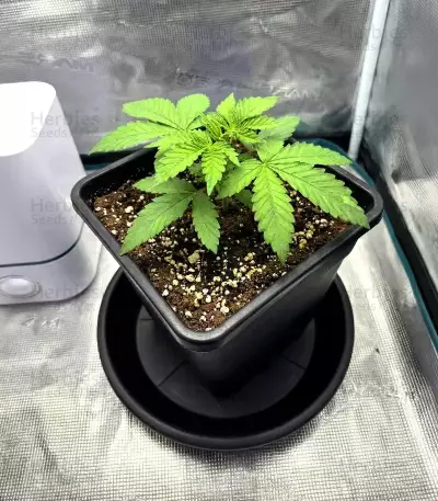 Blue Dream Seeds