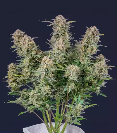 Bruce Banner Seeds (Fast Buds)