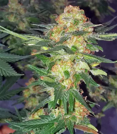 Bubba Delight Regular seeds