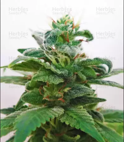 China Yunnan (Ace Seeds)