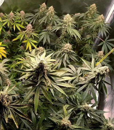 Do-Si-Dos OG Seeds