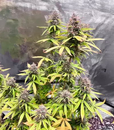 Sementes Feminizadas de Durban Poison Autoflower (Seedkeepers)