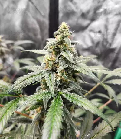 Forum Stomper Auto Seeds