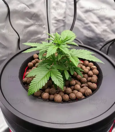 Gorilla Glue Seeds