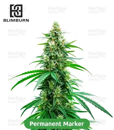 High-THC Bundle #1
