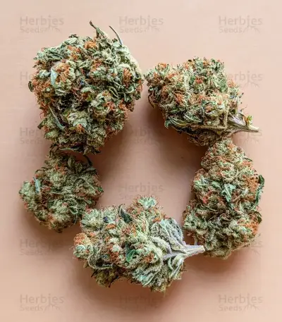 Ice Cream Haze Seeds