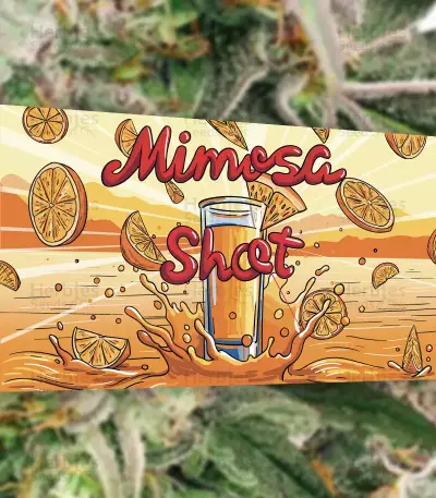 Mimosa Shot Seeds (Herbies Seeds)
