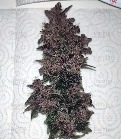 Narco Purps Auto Seeds