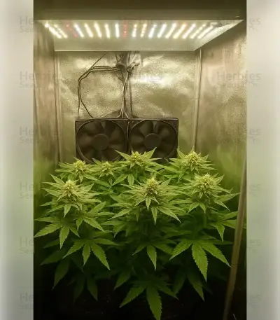 Graines de cannabis Northern Light (RQS)