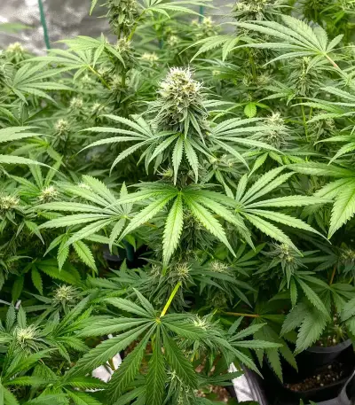 Orange Sherbet FF Seeds
