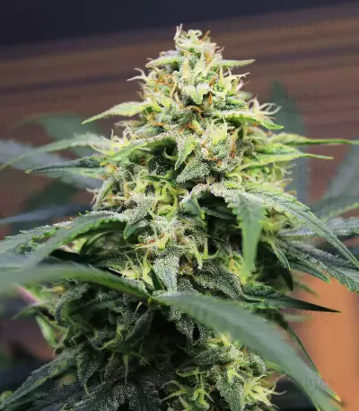 Original Big Bud Seeds
