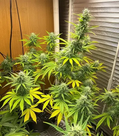 Original Moby Dick Auto Seeds
