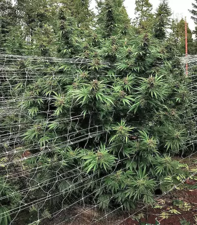 Pure Kush Seeds (Original Sensible Seeds)
