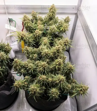 Strawberry Banana Auto Seeds