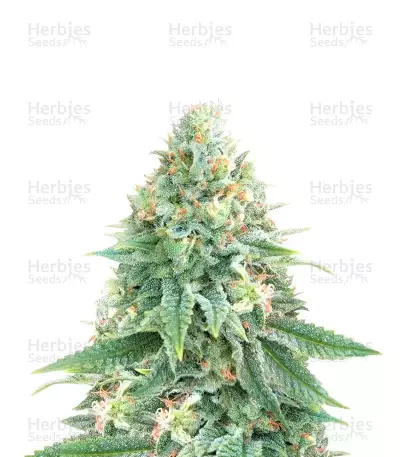 Strawberry Sangria Banana Autoflower Feminized Seeds (Seedkeepers)